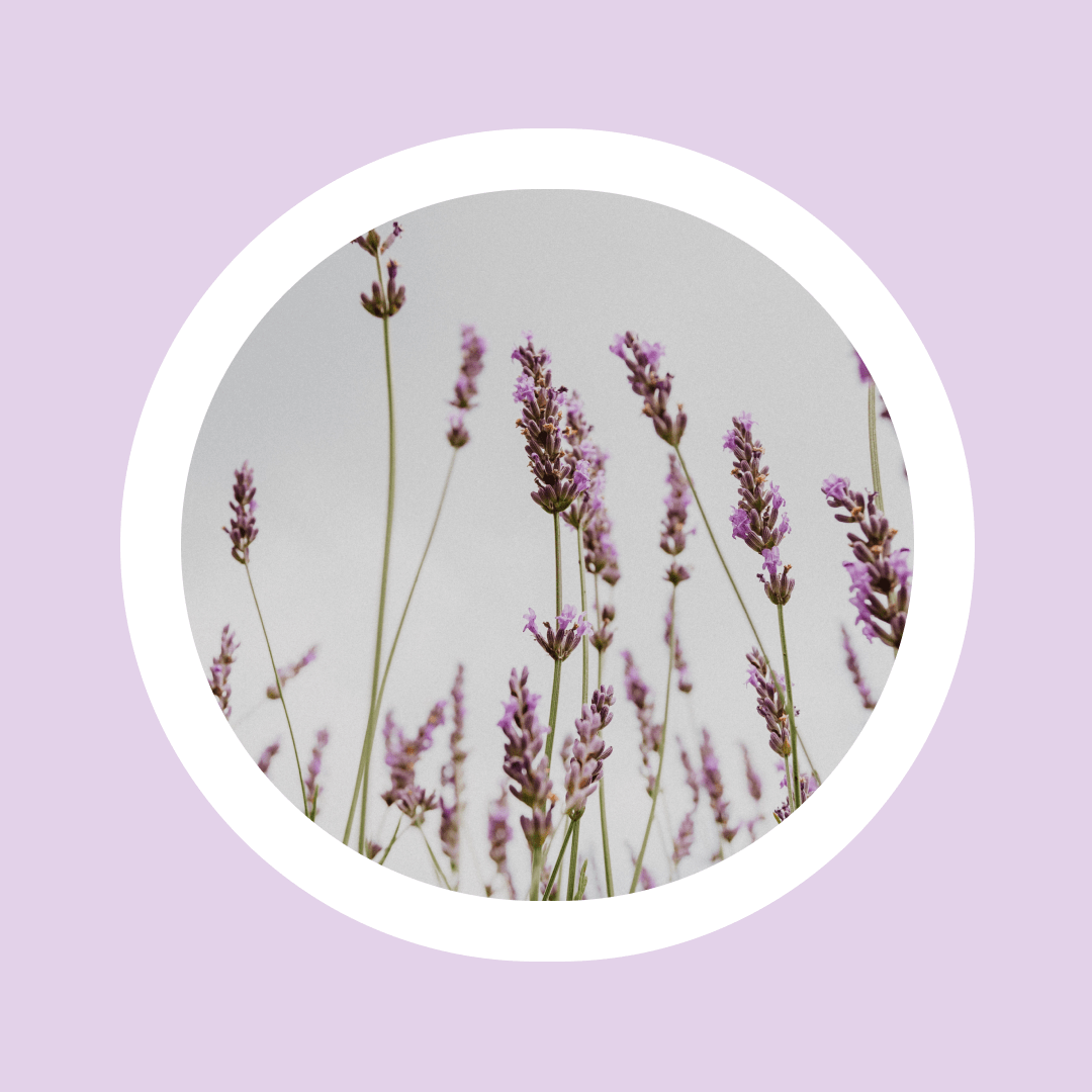 Natural Essential Lavender Oil