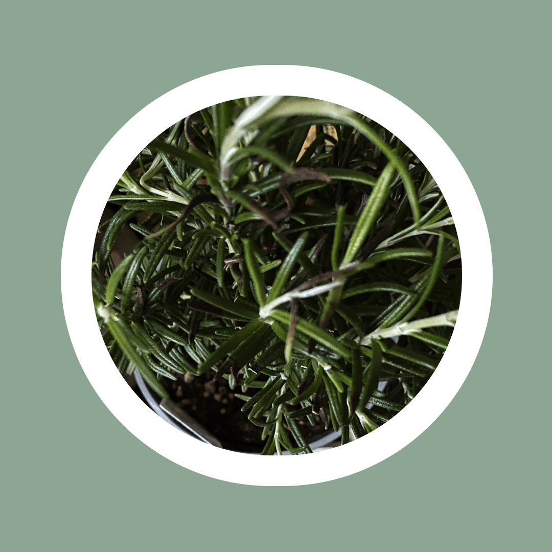 Natural Essential Rosemary Oil